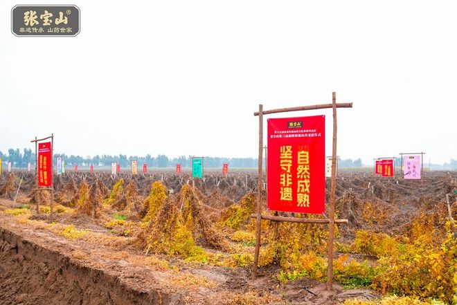 张宝山第三届霜降铁棍山药采挖仪式在河南温县种植基地举行